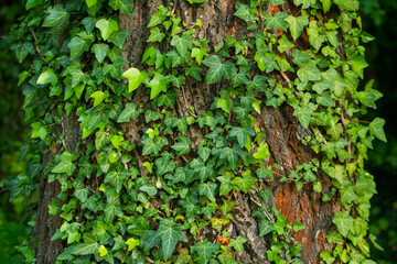 Ivy, Hedera helix or European ivy climbing on rough bark of a tree. Close up photo.