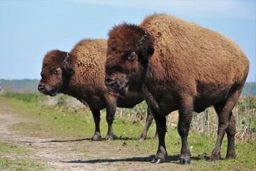American Bison Roaming Paynes Prairie in Florida