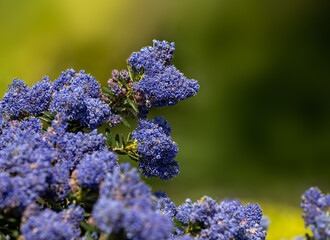 Closeup of flowers of Ceanothus 'Dark Star' in a garden in Spring