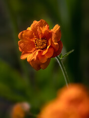 Closeup of single flower of Geum 'Dolly North' in a garden in early summer