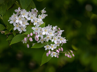 Closeup of flowers of Deutzia crenata 'Pride of Rochester' in a garden in Spring