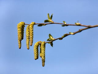 Closeup of catkins and new leaves of Betula medwediewii isolated against a blue sky
