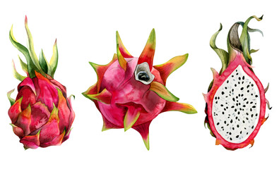 Red pink dragon fruits watercolor illustration set with whole pitaya and half. Realistic botanical drawing of exotic cactus plant for summer flavors and designs isolated on white background