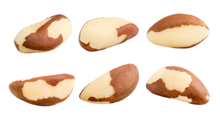 brazil nut, isolated on white background, full depth of field