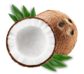 coconut, isolated on white background, full depth of field