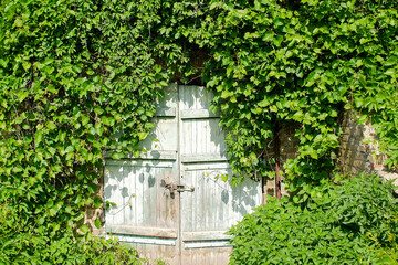 Fototapeta na wymiar Old big blue wooden door or gate in the wall covered with green ivy, climbing plant in park, nature concept