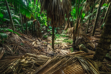 Jungle undergrowth in Vallee de Mai