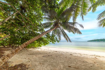 Palm trees and white sand in Anse Madge beach