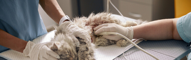 Nurse calms grey cat with scar on abdomen while veterinarian performs ultrasound investigation in...