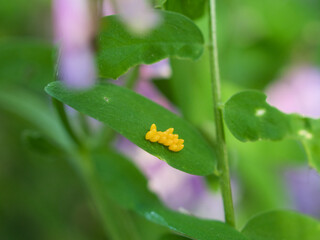 テントウムシの卵