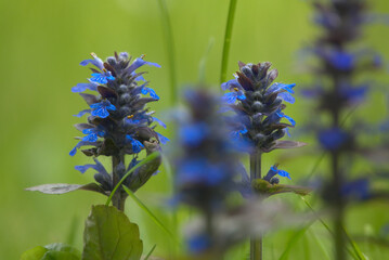 niebieskie kwiaty na trawniku #4 - obrazy, fototapety, plakaty