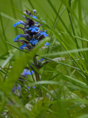 niebieskie kwiaty na trawniku #2 - obrazy, fototapety, plakaty
