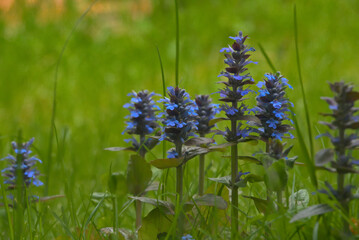 niebieskie kwiaty na trawniku #1 - obrazy, fototapety, plakaty