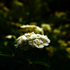 biały kwiat #2