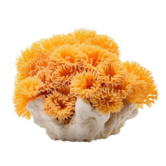 yellow cup coral isolated on transparent background cutout , generative ai