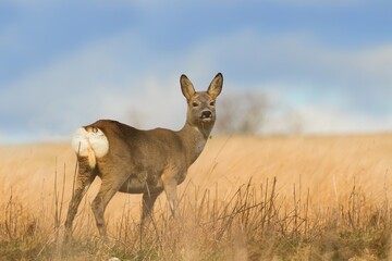 The doe stands in the dry grass, In the background of the blue sky. Capreolus capreolus. Wildlife scene with a roe deer. 