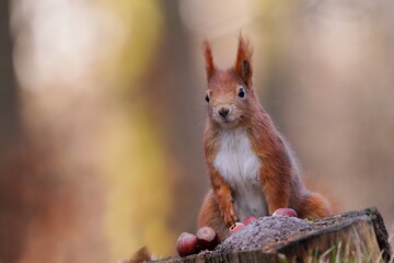 A cute european red squirrel sitting on the tree stump. Closeup portrait of a cute animal.  Sciurus vulgaris