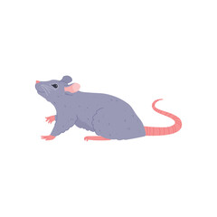 Cute little gray rat looking up flat style, vector illustration