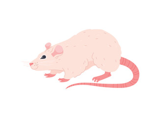 Funny white rat walking, cartoon flat vector illustration isolated on white background.
