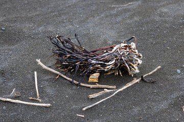 Strandgut am Whangaimoana Beach