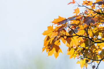 Acer platanoides, commonly known as the Norway maple background orange leaves