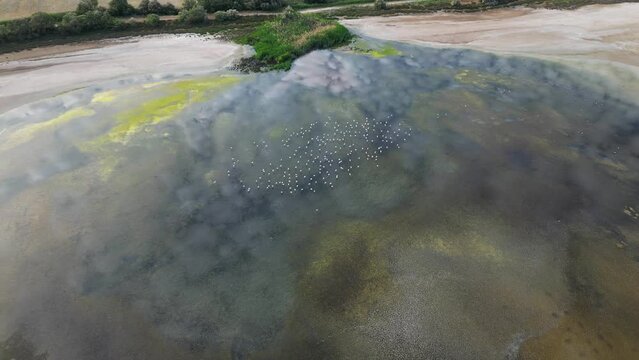 Flamingos at Fuente de Piedra lagoon in Andalusia, Spain (drone shot)