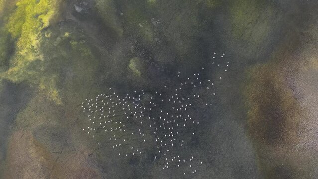 Top-down aerial view of flamingos at Fuente de Piedra lagoon in Andalusia, Spain