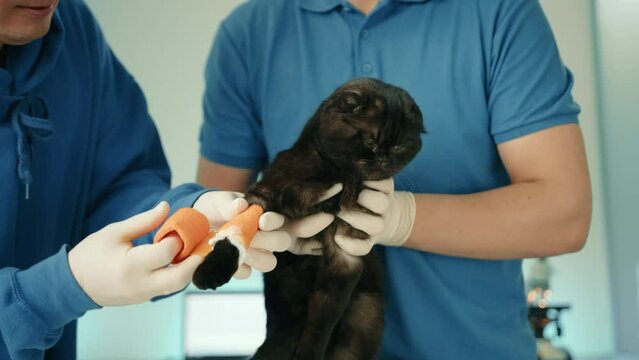 Two veterinarians bandaging front leg of black adult Fold cat with elastic bandage in vet clinic. One doctor holds cat, another wounds bandage on leg. High quality 4k footage
