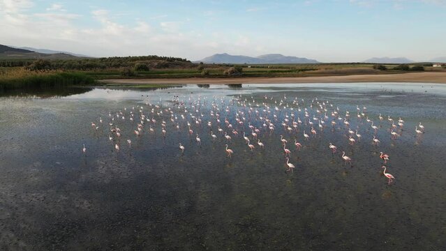 Greater flamingos walking at Fuente de Piedra lagoon in Andalusia, Spain