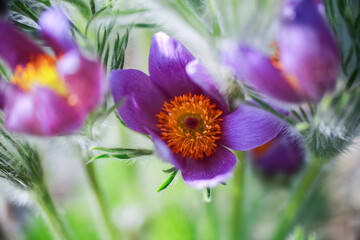 Plant Pulsatilla Vulgaris