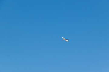 青空の中を上昇する白い飛行機
