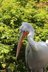 Parc animalier des Pyrénées - France Argeles-Gazost