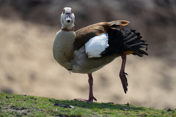 The Egyptian goose (Alopochen aegyptiaca) standing on one leg, looking straight to the camera