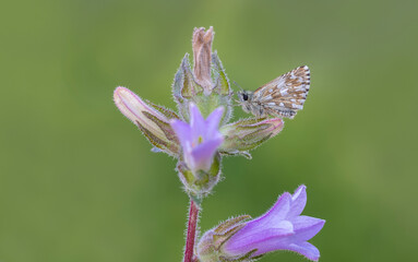 Fototapeta na wymiar Aegean Hoppy butterfly (Pyrgus melotis) on plant