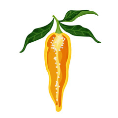 Half a yellow chili pepper. Ripe spicy vegetable. Vector graphics.
