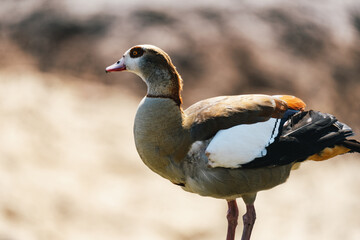 The Egyptian goose (Alopochen aegyptiaca) standing