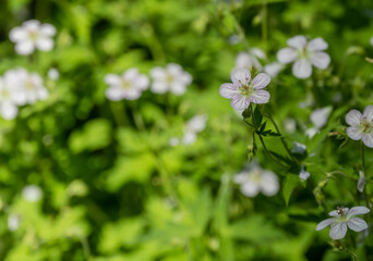Wide Open Geranium Against A Field Of Other Blooms