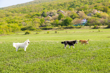 Walking dog in wild field