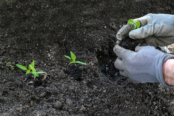 Farmer male in gloves planting tomatoes pepper seedling in ground, soil in organic garden,...