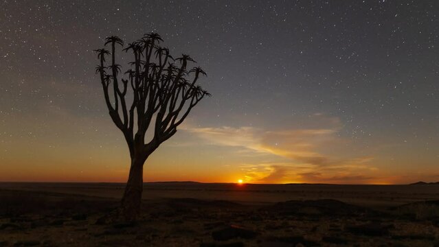 Moonset over the Namibian Desert with a Quiver tree in the foreground.