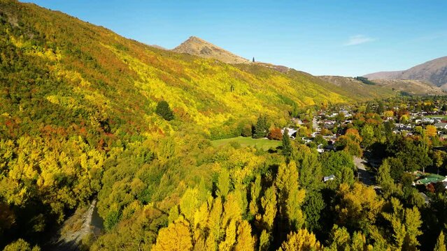 Vibrant Autumn Colors Covering Dense Forets In Arrowtown, New Zealand. Aerial Drone Shot