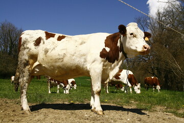 Un troupeau de vaches Montbéliardes dans un champ
