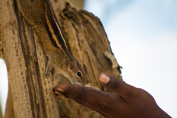 man feeding an animal on the coast of sri lanka