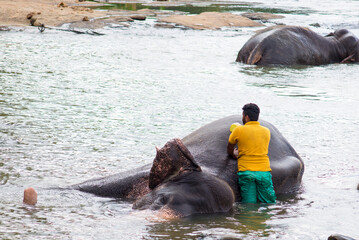 A man in a yellow T-shirt washes an elephant