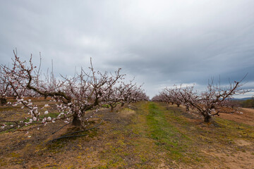 Irrigated cultivation of peach trees in full bloom.