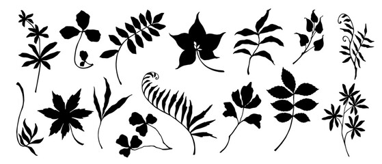 Set of silhouettes of botanical elements, branches, leaves, dried flowers. Vector graphics.