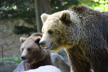 Obraz premium Parc animalier des Pyrénées - France Argeles-Gazost