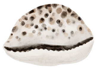 shell water breeze ocean life watercolour frame wall art clip art sea star fossil paradise sand vocation decoration coral 