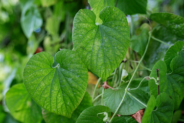 Obraz premium Golden Creeper in garden. Manchu tuber gourd. Thladiantha dubia. Close up. Beautiful background.