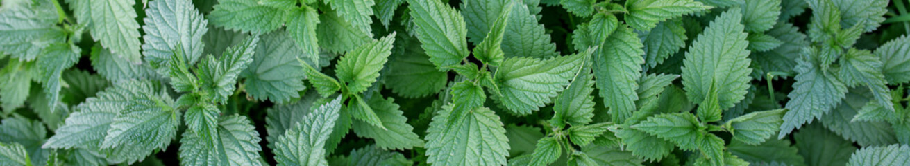 Fototapeta na wymiar Stinging nettle leaves as background. Green texture of nettle. Top view. Banner for web site